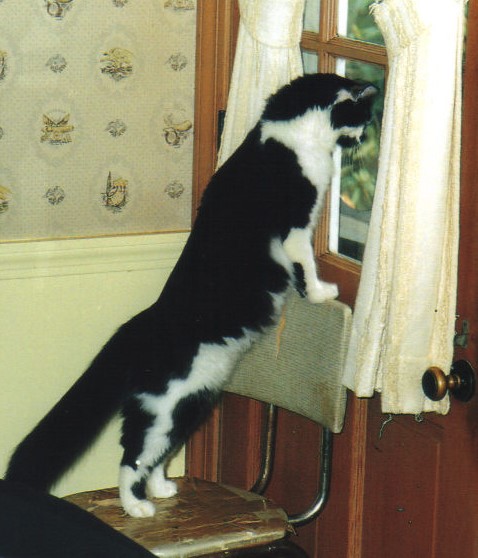 Jeffrey hatcher's pet cat