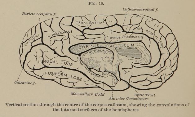 old brain diagram with fusiform lobe, optic thalamus, and lingual lobe