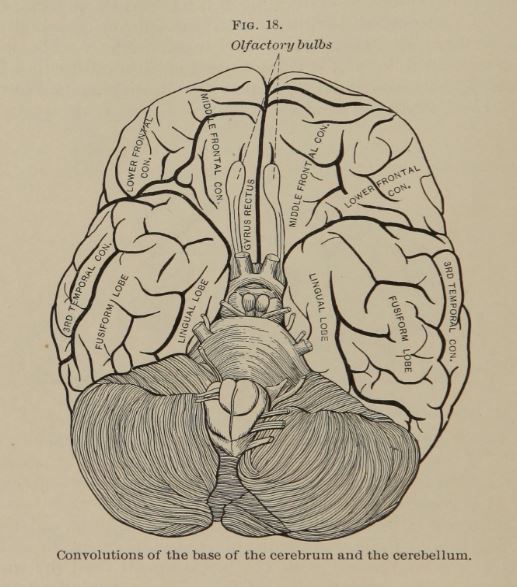 Brain drawing showing antiquated use of lingual lobe and fusiform lobe. Ventral view. 1895