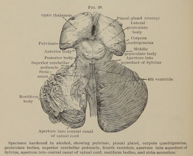 Nineteenth century image of medulla oblongata and brain stem. Also includes pineal gland, superior cerebellar peduncle, lateral geniculate body, and other features.