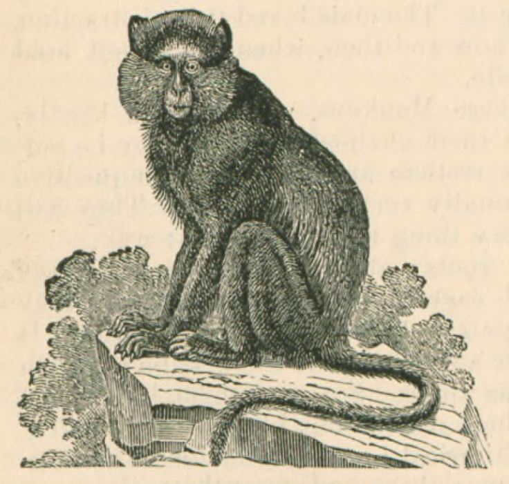 Nineteenth century picture of a blue monkey (cercopithecus mitis) studied by Jeffrey Hatcher at Columbia University