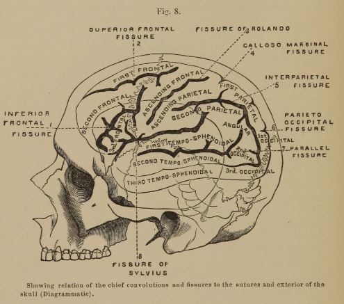 Nineteenth century diagram of brain anatomy in a surgery textbook showing fissures and sinuses.