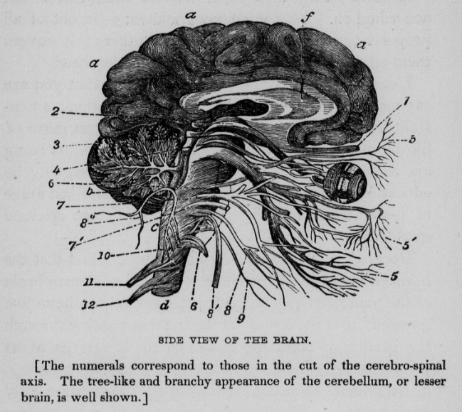 Philosophy of charming by John B Newman 1847
sagittal plane of brain