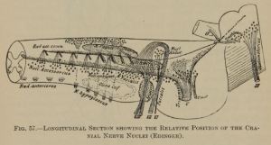 cranial nerve from "Text-book of nervous diseases" 1891 by Charles Dana