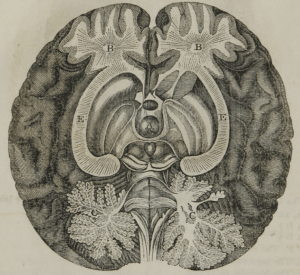 underside dissection of brain interior from "The motive power of the human system: with the duodynamic symptoms and treatment of chronic diseases" HH Sherwood. New York : Wiley and Putnam, 1847