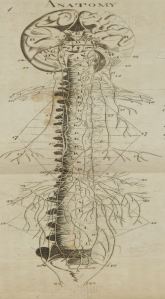 brain and spinal chord Fyfe