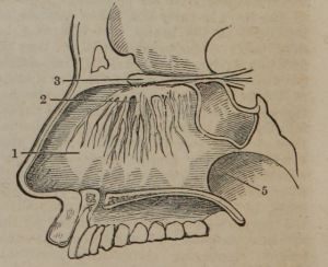 olfactory fibers
A dictionary of domestic medicine and household surgery. 1886