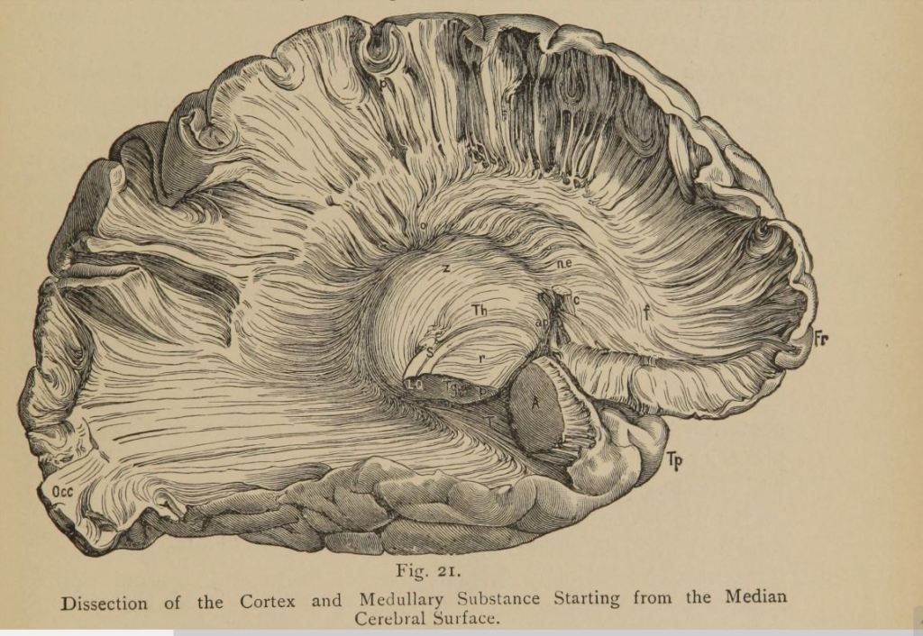 Dissection of the cortex. From "Psychiatry: a clinical treatise on diseases of the fore-brain ..."
Theodore Meynert 1885