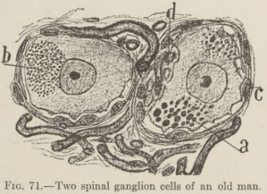 spinal ganglion