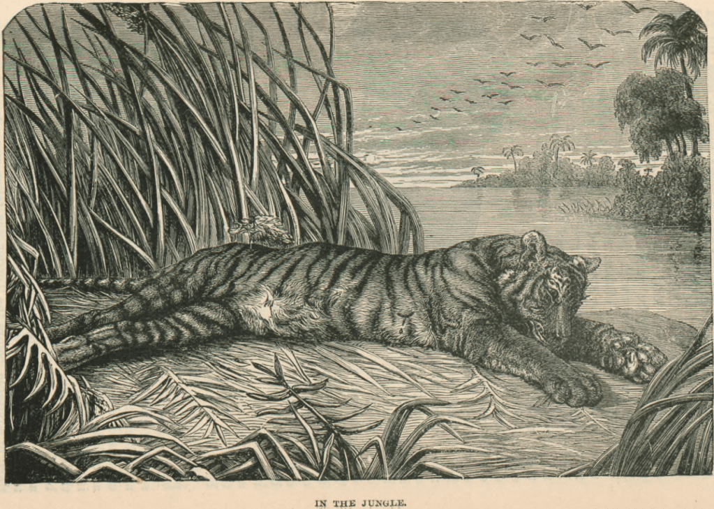 reclining Bengal tiger in marsh