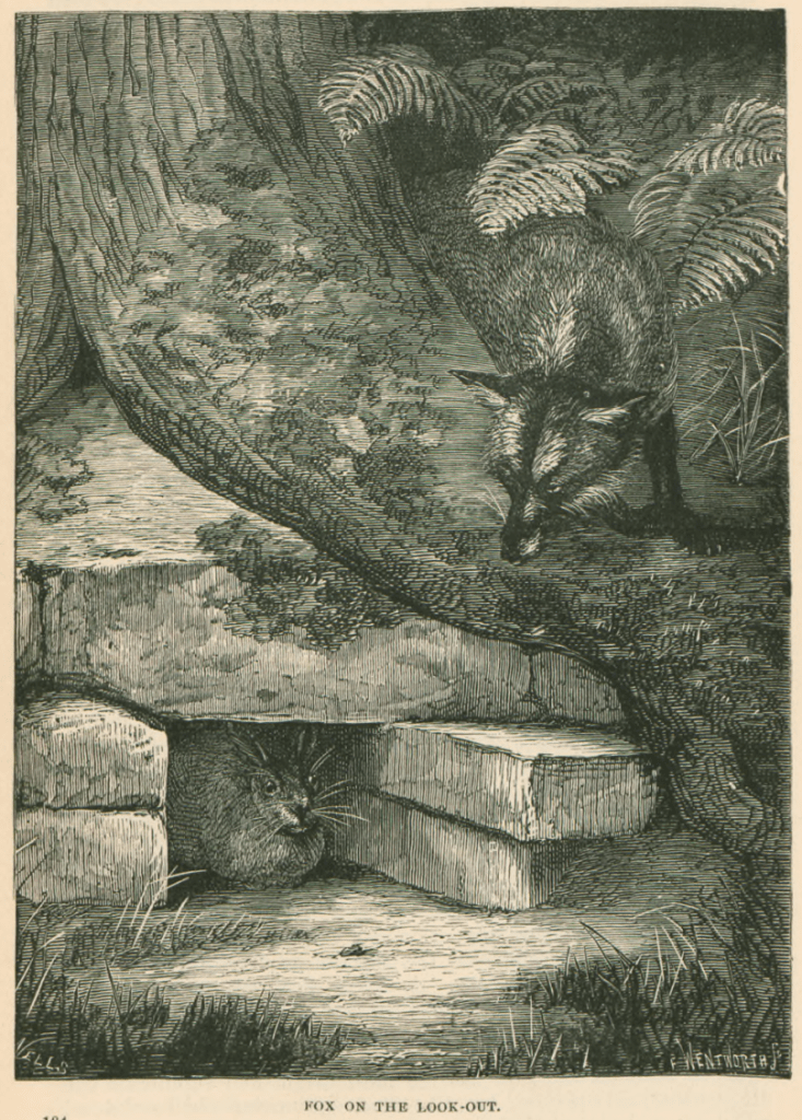 Hare hiding from a fox