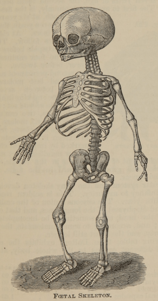 foetal skeleton
