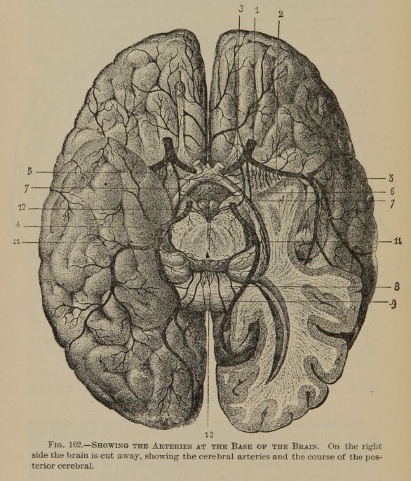 blood vessels ventral part of brain