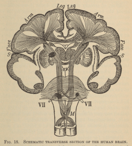 historic diagram of transverse section of brain