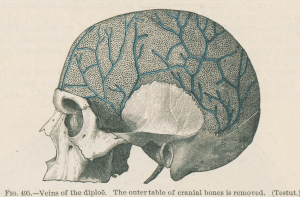 skull showing veins of diploe