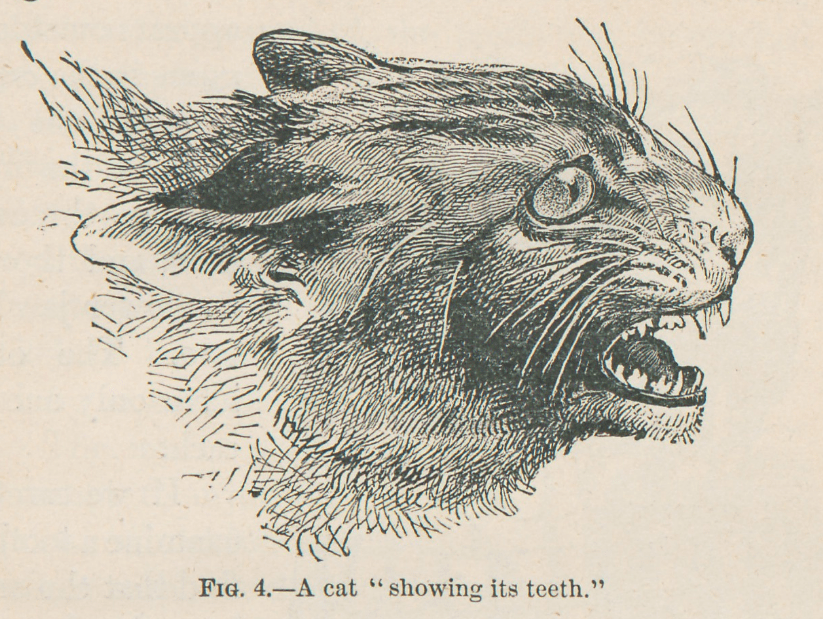 antique engraving of a cat